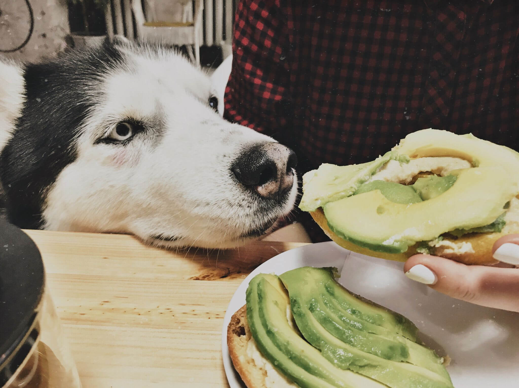 Can Dogs Eat Avocado? Everything You Need to Know