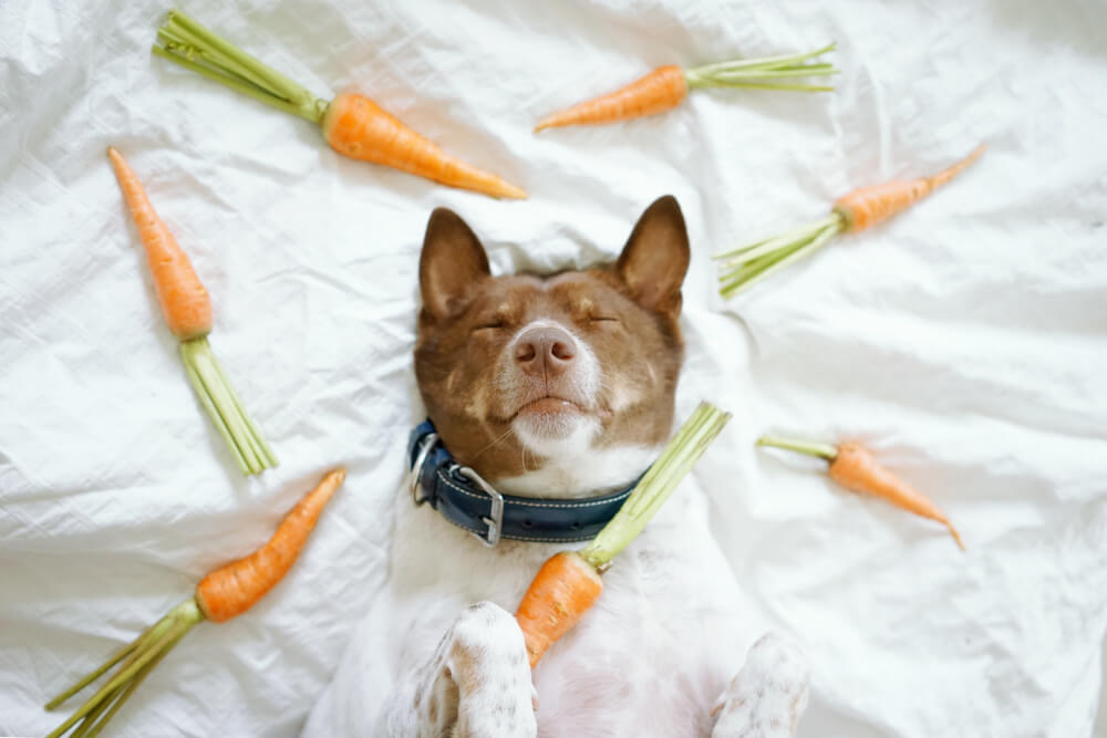 Can Dogs Eat Carrots Unleashing The Benefits Of This Crunchy Snack For Your Furry Friend