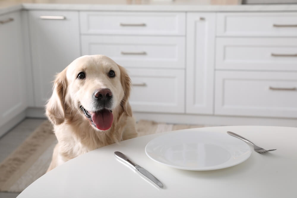 Can Dogs Eat Shrimp Everything You Need To Know About Feeding Your Dog Seafood