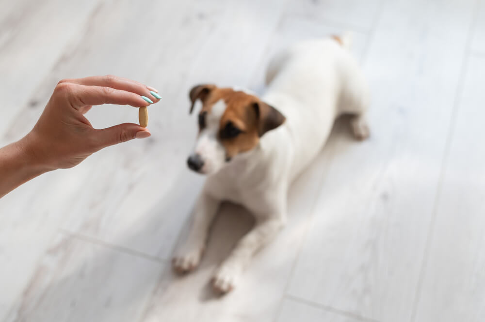 Cephalexin For Dogs Usage Dosage And Side Effects