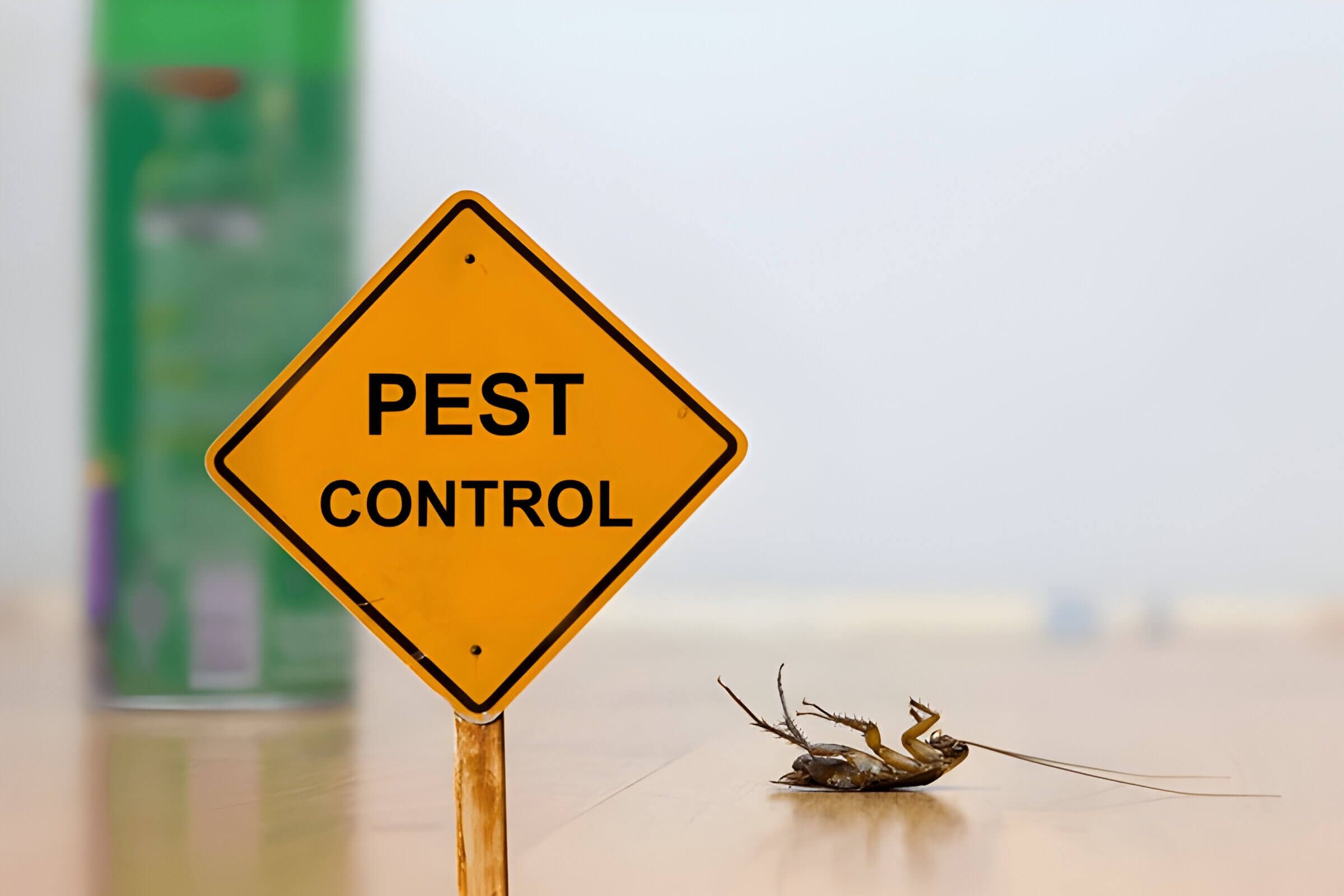 Diy Pest Control Vs Professional Which Is The Best Option For You