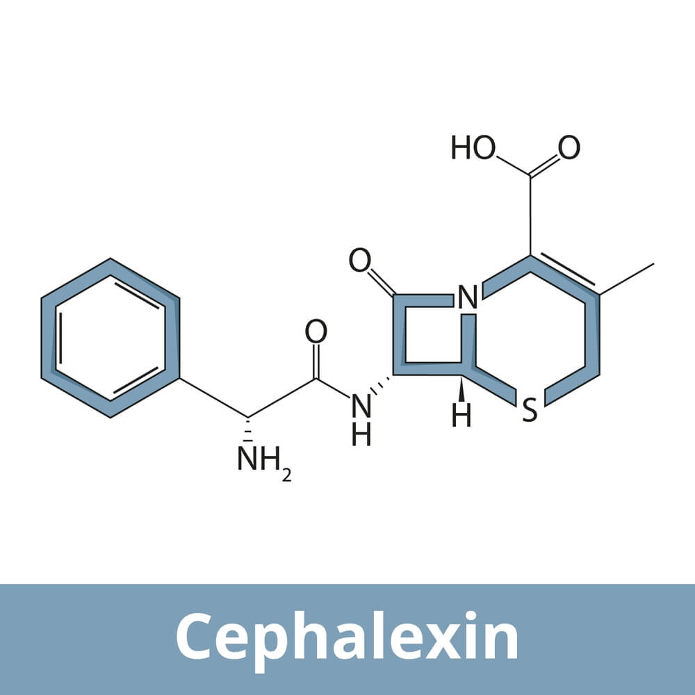 How Cephalexin Works To Treat Bacterial Infections In Dogs