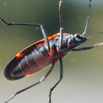 How To Get Rid Of Boxelder Bugs Effective Methods And Tips