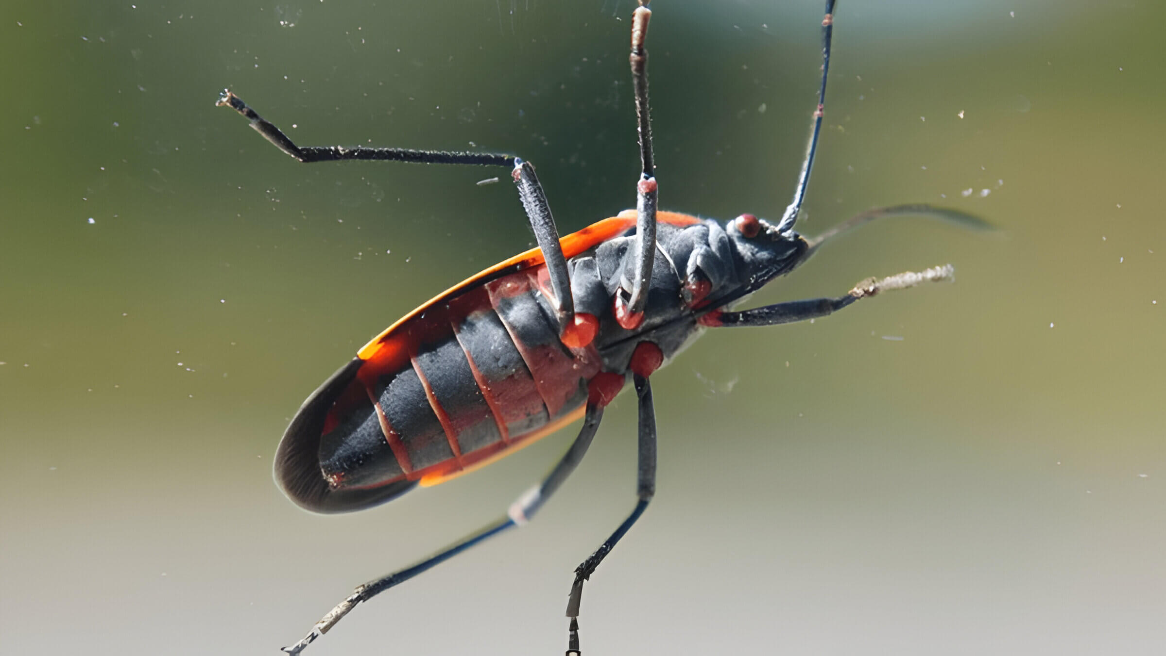 How To Get Rid Of Boxelder Bugs Effective Methods And Tips