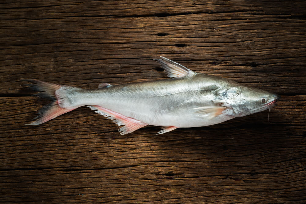 Is Swai Fish Safe to Eat? Uncovering the Truth About This Popular Fish