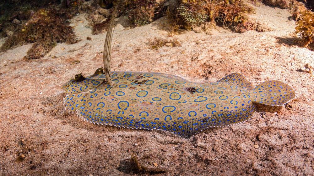 The Best Time And Season To Catch Flounder