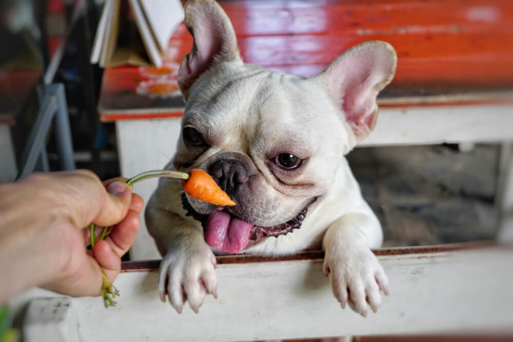 The Nutritional Benefits Of Carrots For Dogs