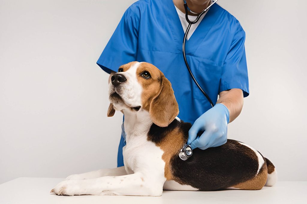 Treatment Options For Hookworm Infections In Dogs 