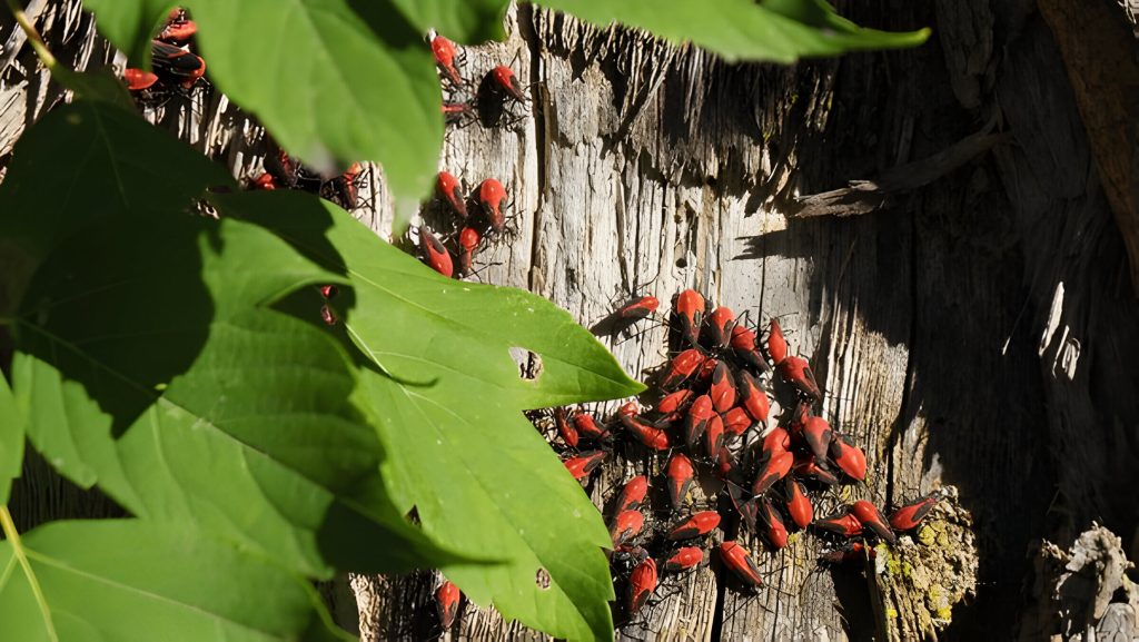 Why Are Boxelder Bugs A Problem